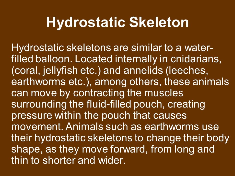 What is a hydrostatic skeleton?